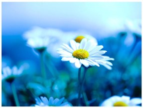 Φωτοταπετσαρία - Daisy on a blue meadow 400x309