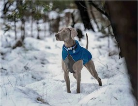 Παλτό Σκύλου Red Dingo Puffer Τυρκουάζ 30 cm