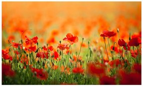 Φωτοταπετσαρία - Poppies in shiny summer day 450x270