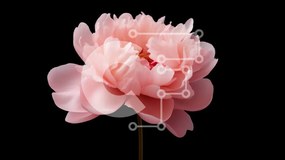 Intra Συλλεκτικό Ξύλινο Παζλ Plywood 4mm - Μονό ροζ λουλούδι παιώνιας σε άνθιση Σε Ξύλινο Κουτί - Διαστάσεις: 10x10 cm – 25 κομμάτια