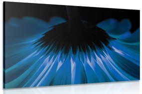 Εικόνα μιας μπλε ζέρμπερας σε σκούρο φόντο - 120x80
