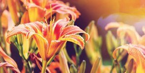 Εικόνα όμορφα ανθισμένα λουλούδια κήπου - 100x50