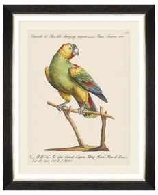 Κάδρο Parrots Of Brasil VII FA13217 40X50 MindTheGap Οριζόντιοι Ξύλο