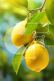 Σετ των 2 Intra Συλλεκτικό Ξύλινο Παζλ Plywood 4mm - Φρέσκα λεμόνια σε ένα κλαδί δέντρου Σε Ξύλινο Κουτί - Διαστάσεις: 10x10 cm – 25 κομμάτια