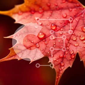 Intra Συλλεκτικό Ξύλινο Παζλ Plywood 4mm - Όμορφο κόκκινο φύλλο σφενδάμου με σταγονίδια νερού Σε Ξύλινο Κουτί - Διαστάσεις: 10x10 cm – 25 κομμάτια