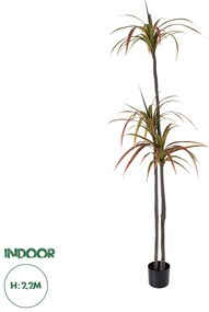 20371 GloboStar® Artificial Garden DRAGON BLOOD TREE 20371 - Τεχνητό Διακοσμητικό Φυτό Δράκαινα Υ220cm