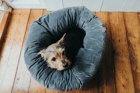 Κρεβάτιγια Σκύλους Hunter Miranda Γκρι 50 x 50 cm