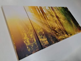 Εικόνα 5 μερών ελαφριές ακτίνες στο δάσος - 200x100