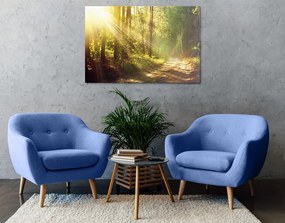 Εικόνα ηλιαχτίδες στο δάσος - 120x80