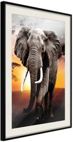 Αφίσα - Majestic Elephant - 40x60 - Μαύρο - Με πασπαρτού