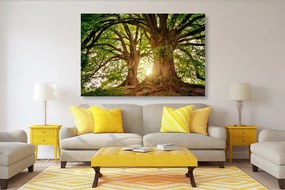 Εικόνα μεγαλοπρεπή δέντρα - 90x60