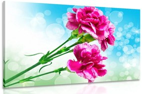 Εικόνα λουλούδι γαρύφαλλο - 120x80