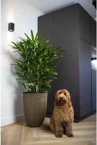 Γλάστρα Capi Europe Χρυσό Πλαστική ύλη