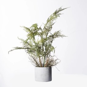 Supergreens Τεχνητό Φυτό Σπαράγγι Setaceus 50 εκ. - 2360-6 - 2360-6