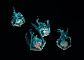 Φωτογραφία Ocean jellyfish, SEAN GLADWELL