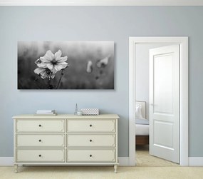 Εικόνα ανθισμένο λουλούδι σε μαύρο & άσπρο - 120x60