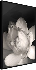 Αφίσα - Delicacy of a Flower - 40x60 - Μαύρο - Χωρίς πασπαρτού