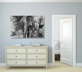 Εικόνα μιας οικογένειας ελεφάντων σε μαύρο & άσπρο - 120x80