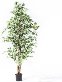 Τεχνητό Δέντρο Φίκος Benjamina Variegata 4801-6 180cm Green Supergreens Plastic