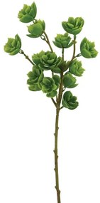 MarHome ΚΛΑΔΙ ΠΡΑΣΙΝΟ ΠΑΧΥΦΥΤΟ Y53cm 60/240KIB  00-20406