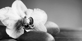 Εικόνα ορχιδέας και πέτρες σε μαύρο & άσπρο - 120x60