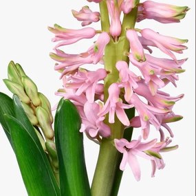 HYACINTHUS φυτό σε γλάστρα, 12 cm 705.930.84