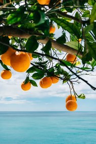 Εικονογράφηση Amalfi Coast Oranges, Bethany Young