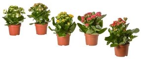 KALANCHOE φυτό σε γλάστρα/Καλανχόη, 10.5 cm 705.751.55