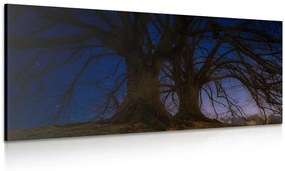 Εικόνα δέντρων στο νυχτερινό τοπίο - 100x50