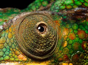 Φωτογραφία Panther Chameleon's eye, close up, Jonathan Knowles