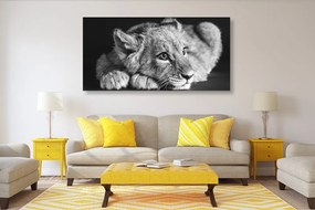 Εικόνα ενός λιονταριού σε ασπρόμαυρο