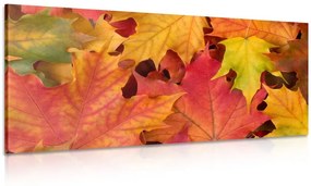 Εικόνα φθινοπωρινά φύλλα - 120x40