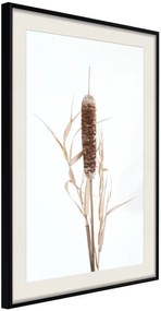 Αφίσα - Typha - 20x30 - Μαύρο - Με πασπαρτού