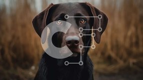 Intra Συλλεκτικό Ξύλινο Παζλ Plywood  4mm - Σοβαρό Brown Labrador Retriever σκυλί σε ένα χωράφι Σε Ξύλινο Κουτί - Διαστάσεις: 10x10 cm – 25 κομμάτια