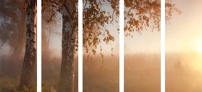 Εικόνα 5 μερών ομιχλώδες φθινοπωρινό δάσος