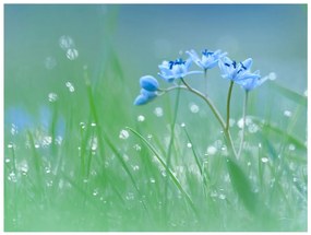 Φωτοταπετσαρία - A meadow at dawn 250x193