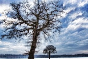Εικόνα δέντρων το χειμώνα - 90x60