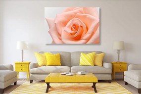 Εικόνα τριαντάφυλλο σε ροδακινί απόχρωση - 90x60