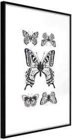 Αφίσα - Butterfly Collection IV - 20x30 - Μαύρο - Χωρίς πασπαρτού