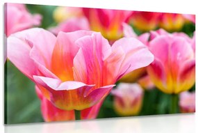 Εικόνα λιβάδι με ροζ τουλίπες - 60x40