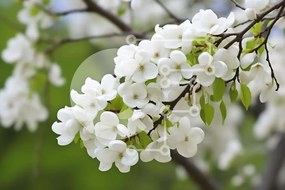 Intra Συλλεκτικό Ξύλινο Παζλ Plywood 4mm - Λευκά λουλούδια σε κλαδί δέντρου Σε Ξύλινο Κουτί - Διαστάσεις: 10x10 cm – 25 κομμάτια