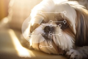 Σετ των 2 Intra Συλλεκτικό Ξύλινο Παζλ Plywood  4mm - Σκύλος Shih Tzu σε έναν ηλιόλουστο καναπέ Σε Ξύλινο Κουτί - Διαστάσεις: 10x10 cm – 25 κομμάτια