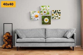 Σετ εικόνων μαγικά λουλούδια - 4x 60x60
