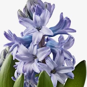 HYACINTHUS φυτό σε γλάστρα/3 βολβοί/Υάκινθος, 12 cm 605.878.42