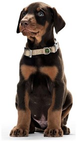 Κολλάρο Σκύλου Hunter Vario Basic Alu-Strong Γκρι M 30-45 cm