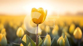 Intra Συλλεκτικό Ξύλινο Παζλ Plywood 4mm - Μονή κίτρινη τουλίπα σε ένα χωράφι Σε Ξύλινο Κουτί - Διαστάσεις: 10x10 cm – 25 κομμάτια