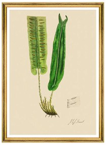 Κάδρο Ferns V FA13246 50x70cm Green MindTheGap Vertical Wood