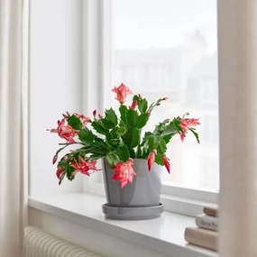 SCHLUMBERGERA φυτό σε γλάστρα/Χριστουγεννιάτικος κάκτος, 12 cm 705.878.46