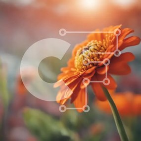 Intra Συλλεκτικό Ξύλινο Παζλ Plywood 4mm - Κοντινό πλάνο του πορτοκαλιού λουλουδιού σε πλήρη άνθιση Σε Ξύλινο Κουτί - Διαστάσεις: 10x10 cm – 25 κομμάτια