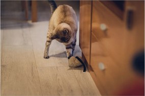 παιχνίδι για γάτες Gloria Calatrava Ποντίκι